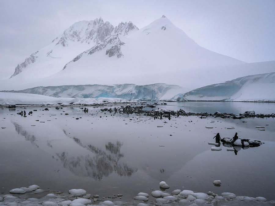Antarctic Reflections Photograph by Laura Hedien