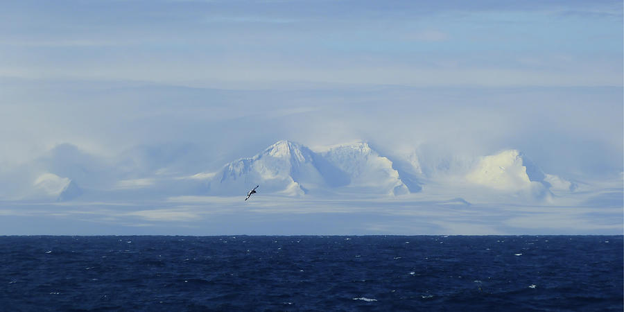 Antarctic Reverie Photograph by Martha Miller