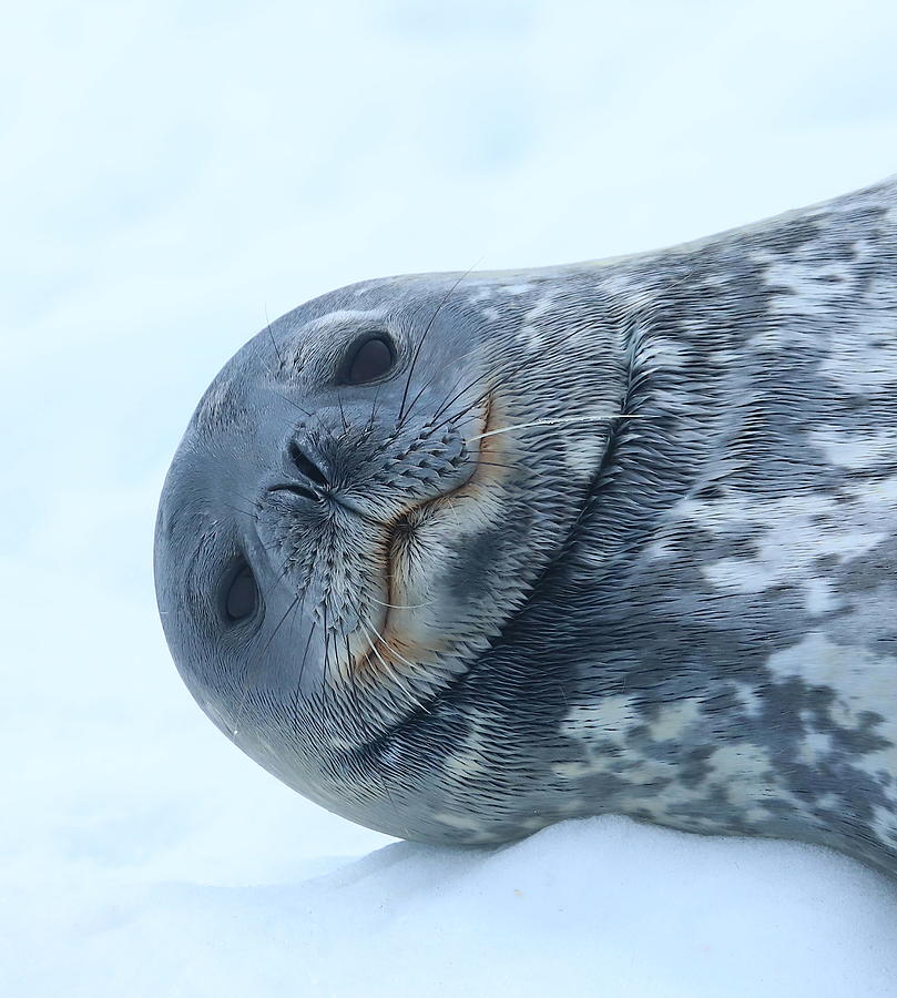 Antarctica 474 Photograph by Scott M Hughes Soggy Moose Photography ...