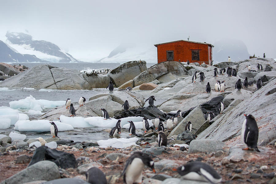 Antarctica: Petermann Island Photograph by Goddard_Photography