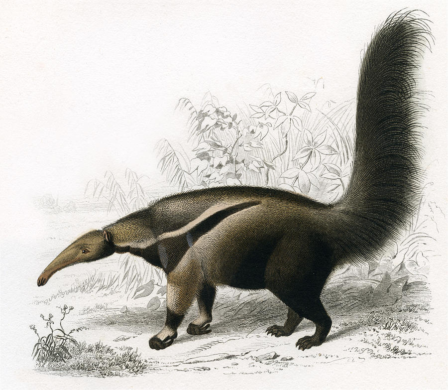 anteater, historic Illustration, 1849 Drawing by Goldhafen