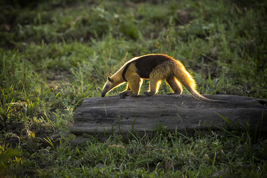 Anteater Photograph by Tom Applegate