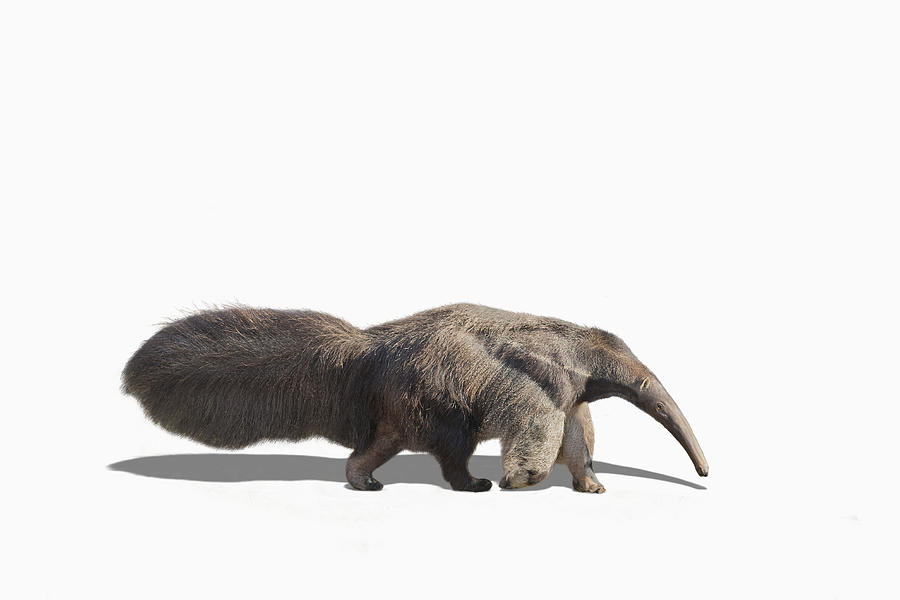 Anteater walking in studio Photograph by Chris Clor