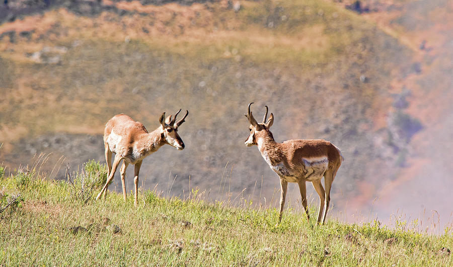 Antelope 2 Photograph by Joe Granita