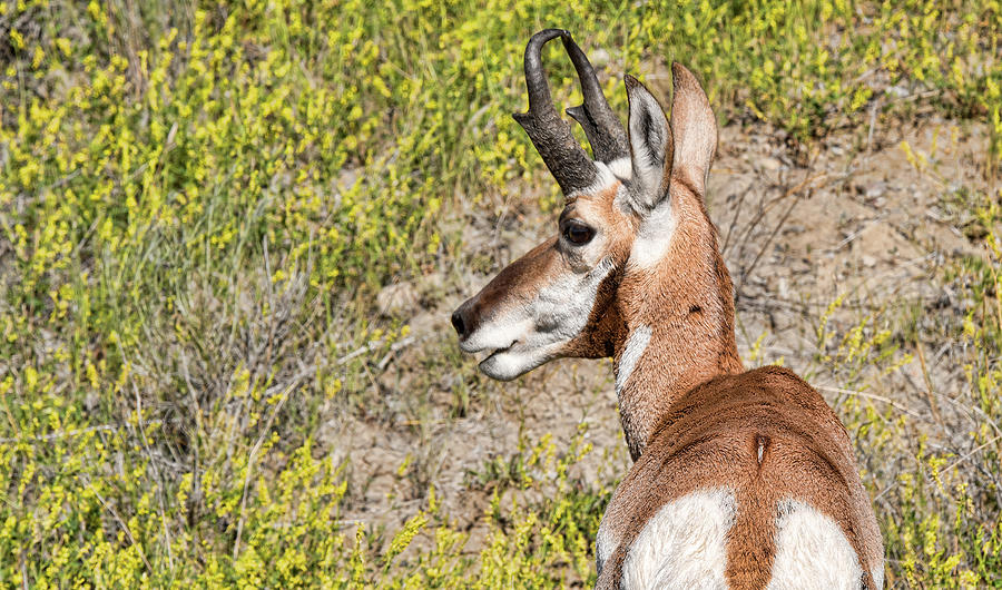 Antelope 3 Photograph by Joe Granita