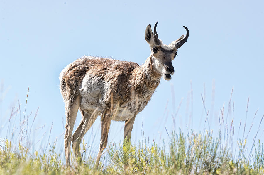 Antelope 4 Photograph by Joe Granita
