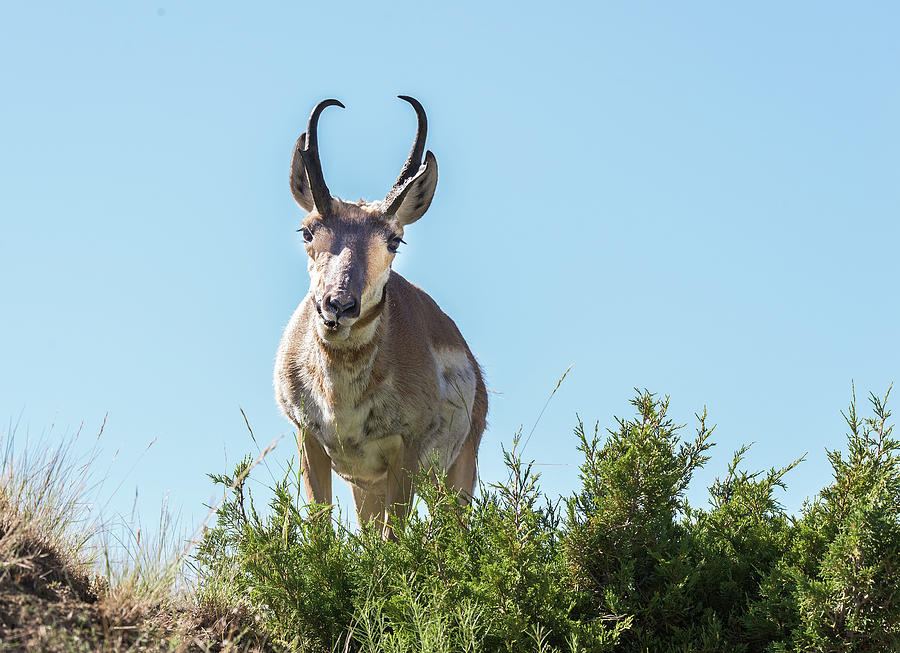 Antelope 5 Photograph by Joe Granita