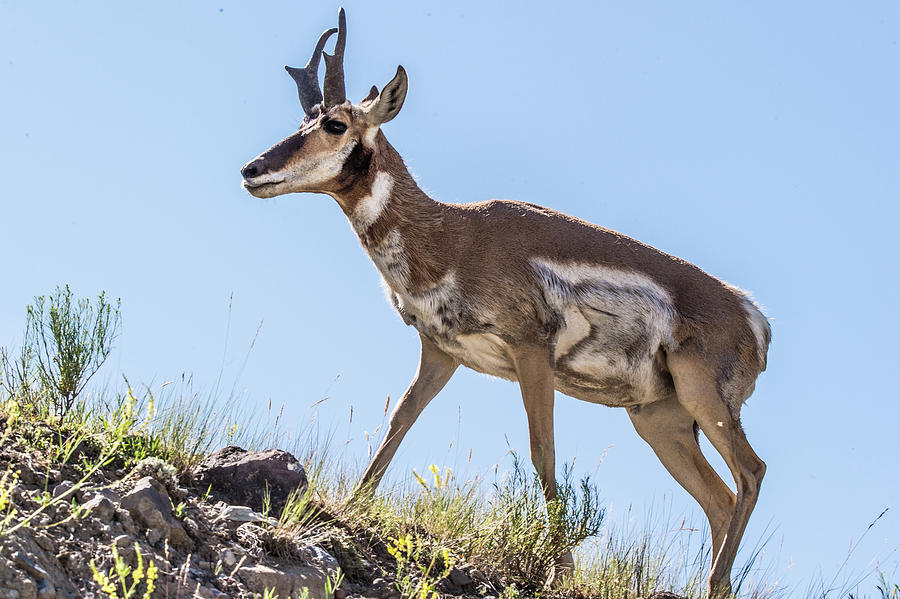 Antelope 6 Photograph by Joe Granita
