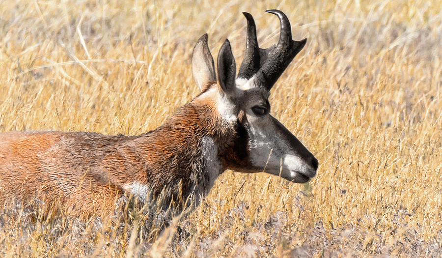 Antelope 7 Photograph by Joe Granita