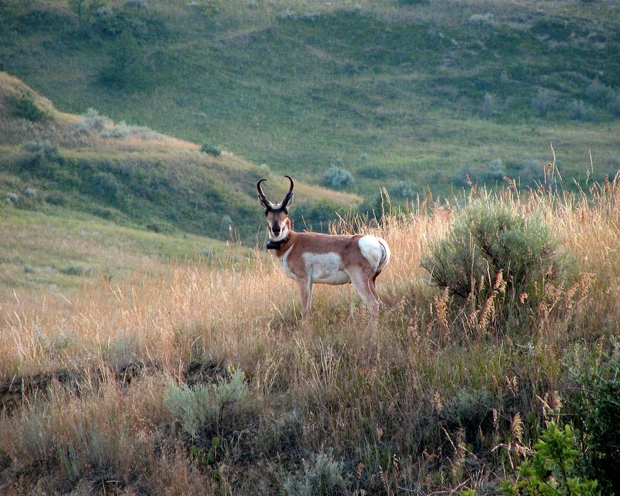 Antelope Buck Photograph by Amanda R Wright