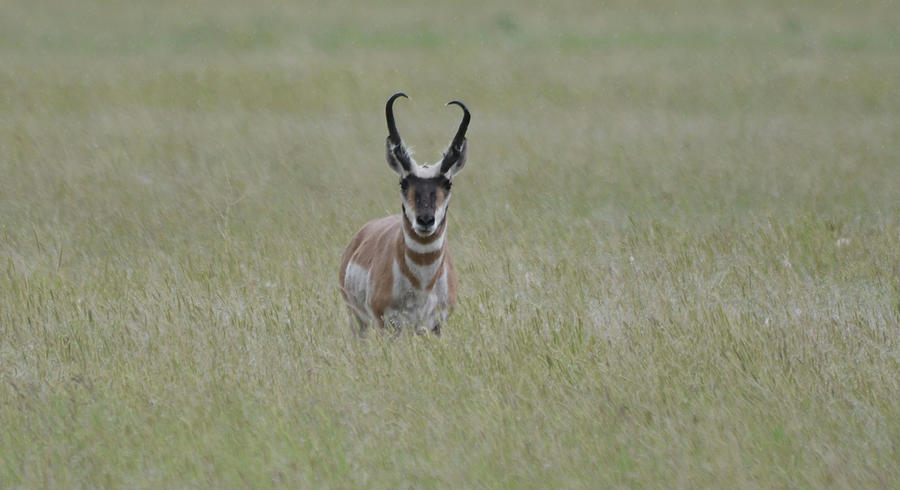 Antelope Buck Photograph