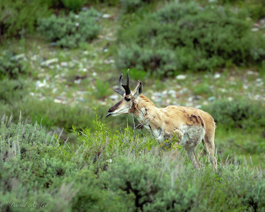 Antelope Photograph by David Lee