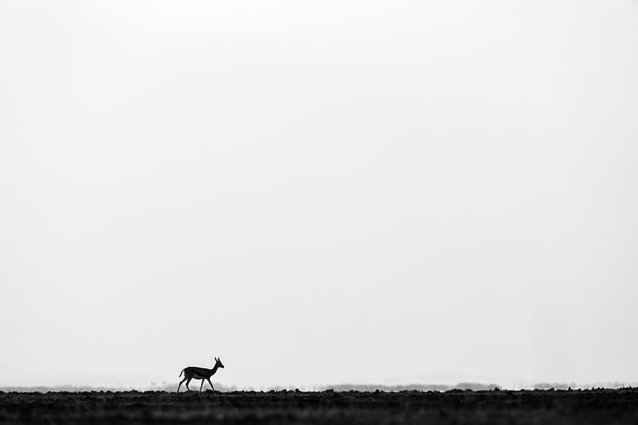 Antelope Photograph by Ewa Jermakowicz