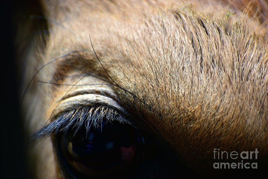 Antelope Eye Photograph by Bailey Maier