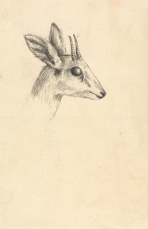 Antelope Head Drawing by Luigi Balugani