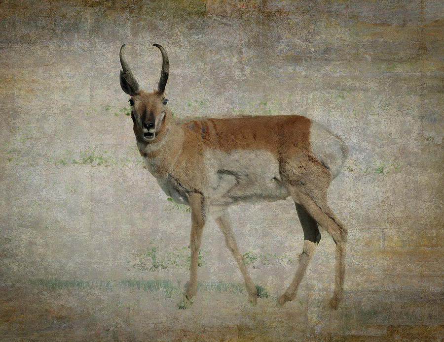 Antelope I Photograph by Norman Reid Antelope I Photograph by Norman Reid