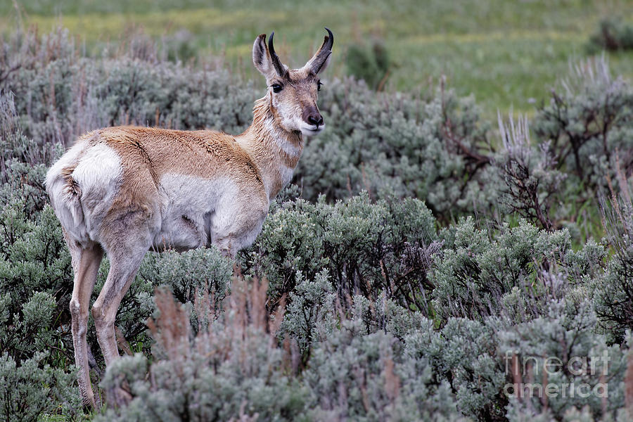 Antelope in the Sage Photograph by Natural Focal Point Photography