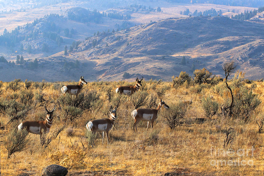 Nature Photograph - Antelope in Yellowstone National Park by Rosanna Life