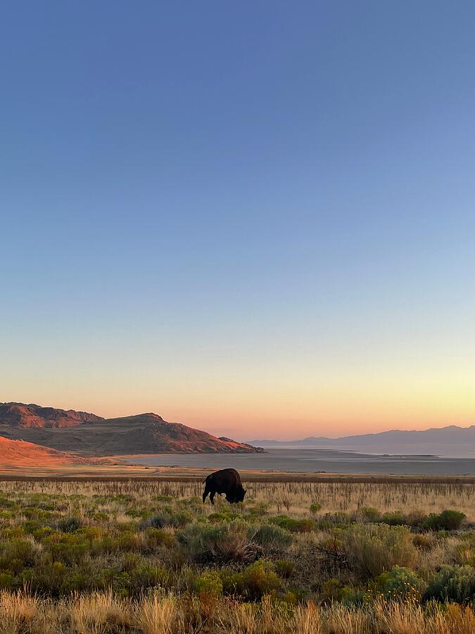 Bison Photograph - Antelope Island Bison by Rowan Williams