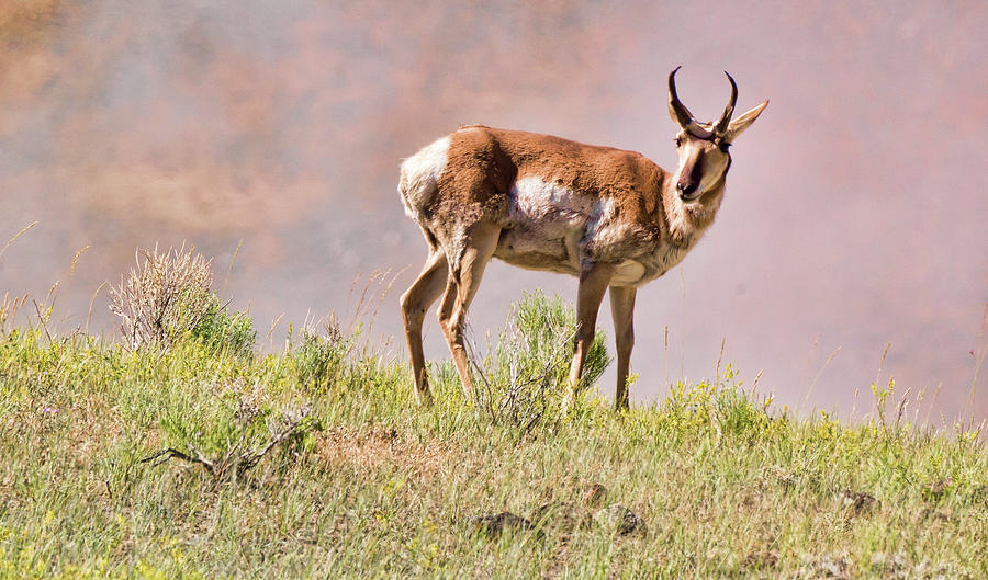 Antelope Photograph by Joe Granita