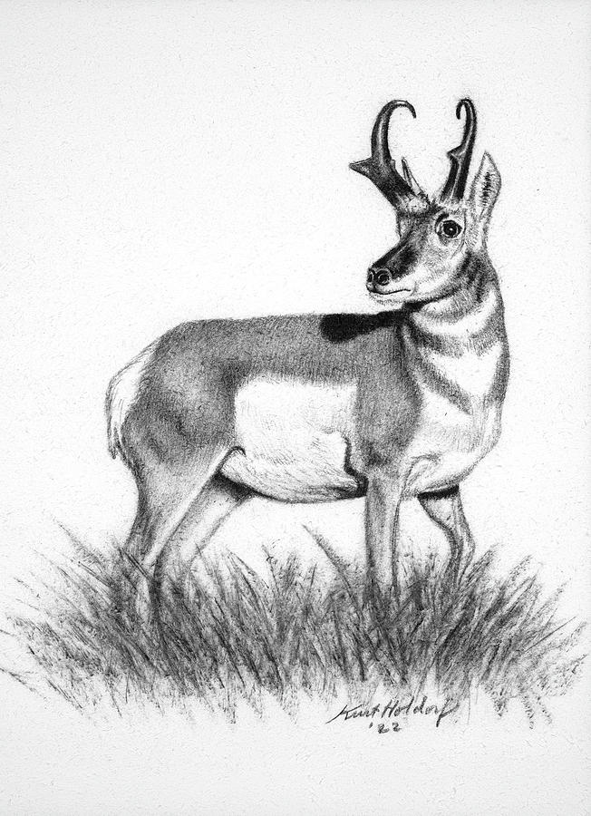 Antelope Drawing by Kurt Holdorf