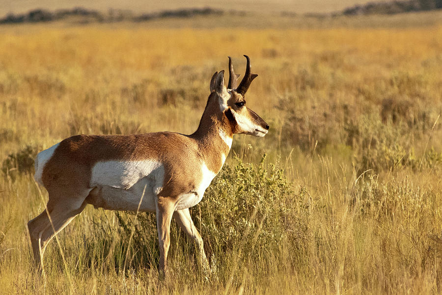 Antelope on the Great Plains Pawnee National Grassland Colorado ...