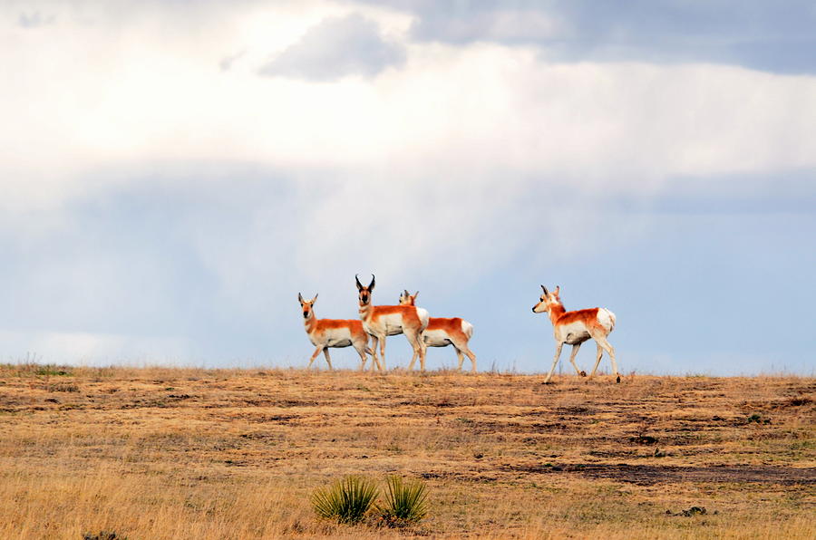 Antelope On The Hill Photograph by Clarice Lakota