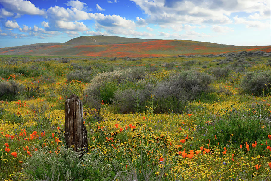 Poppy Photograph - Antelope Poppies and Old Fence Post by Kathy Yates