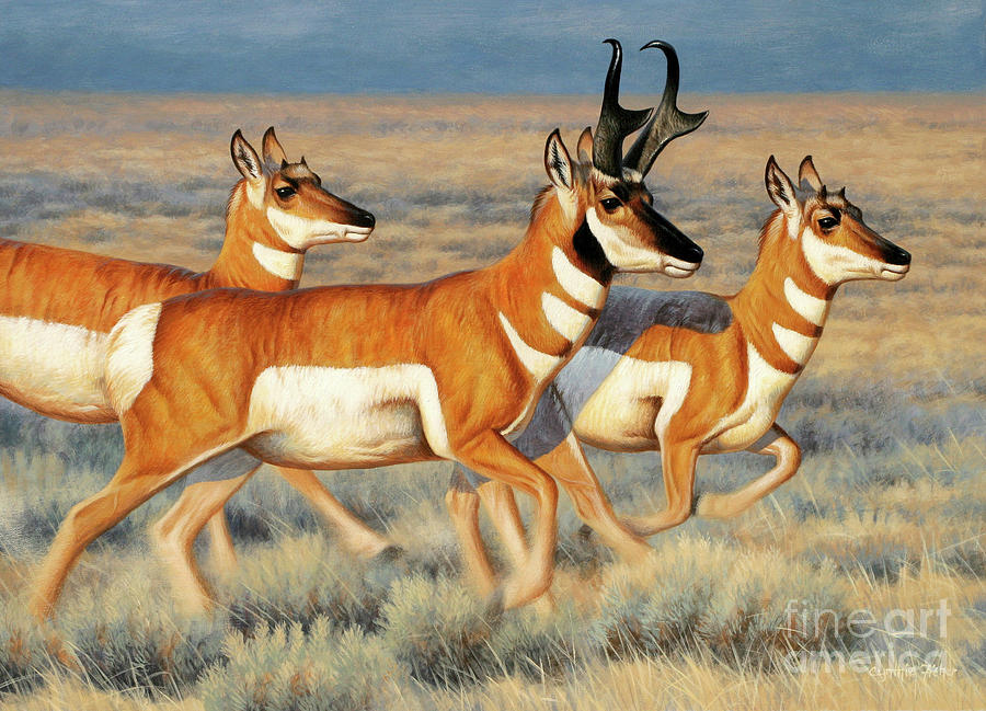 Antelope, Pronghorn Painting by Cynthie Fisher
