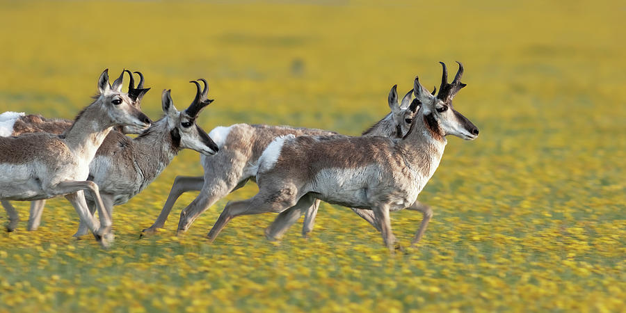 Antelope running thru the wildflowers Photograph by Gary Langley