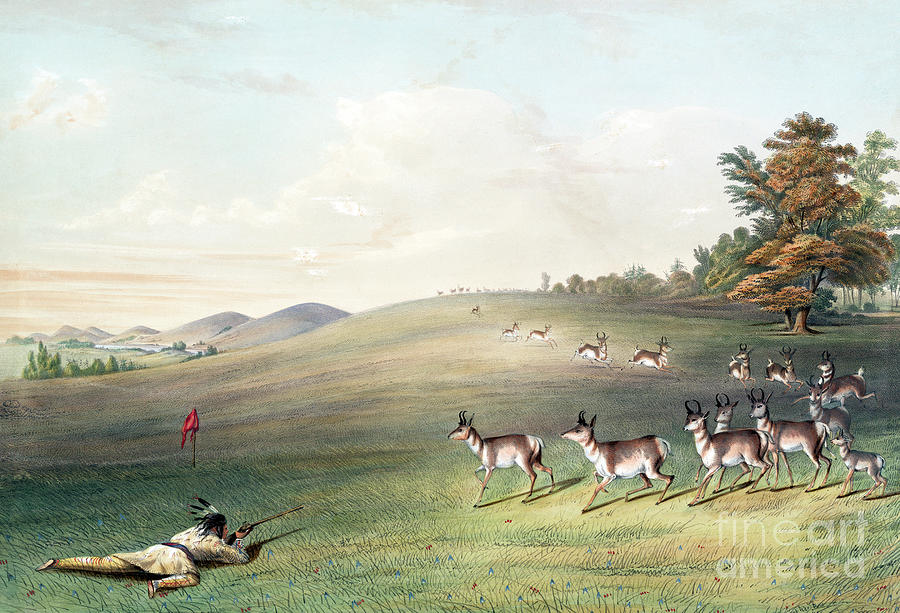 Antelope Shooting Photograph by George Catlin