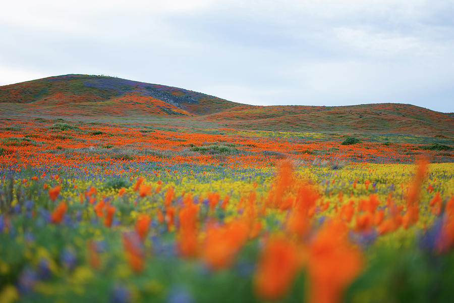Antelope Valley California Poppy Reserve Bloom Photograph by Kyle Hanson