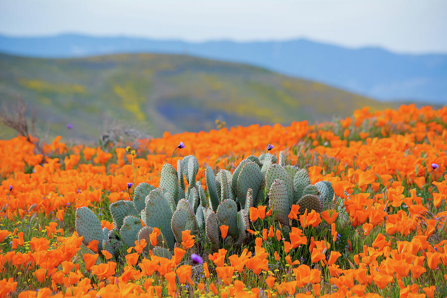 Antelope Valley Desert Poppies Photograph by Kyle Hanson