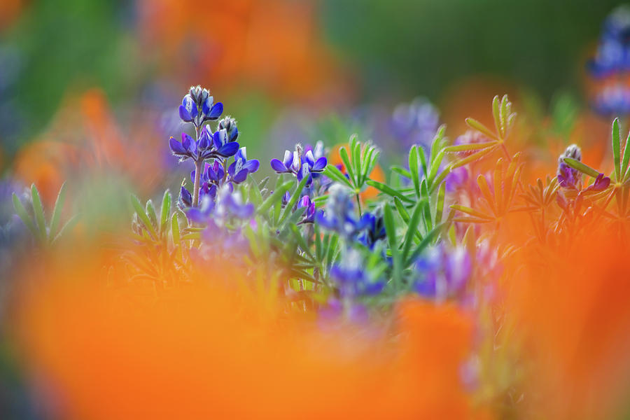 Antelope Valley Lupine  Photograph by Kyle Hanson