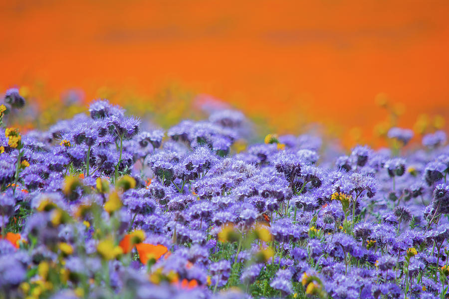 Antelope Valley Phacelia Photograph by Kyle Hanson