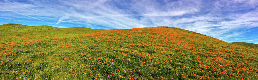 Antelope Valley Poppies Photograph by Brett Harvey