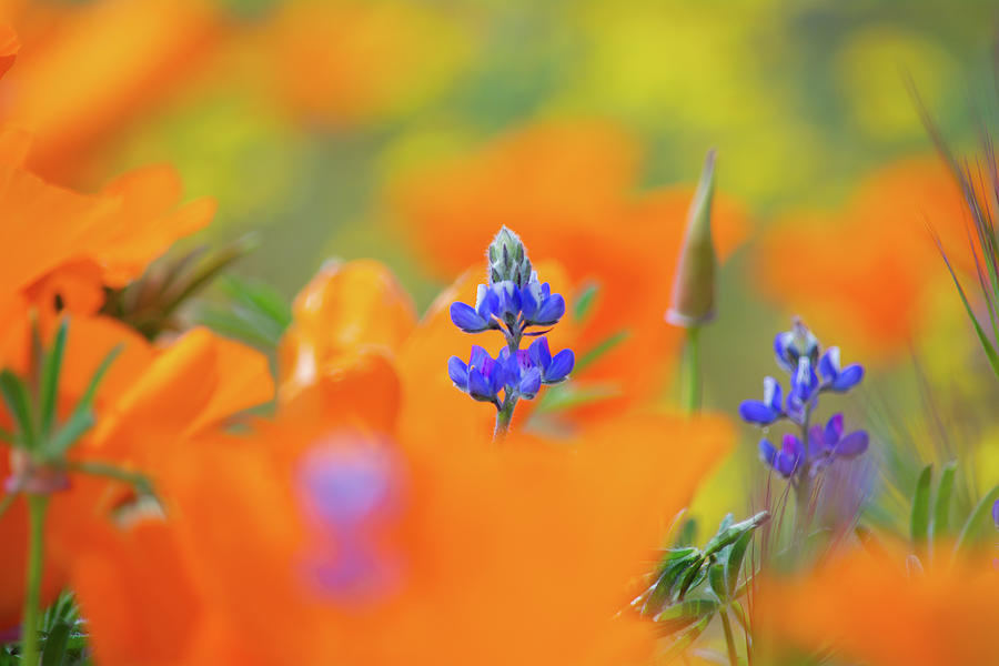Antelope Valley Poppies Lupine Photograph by Kyle Hanson