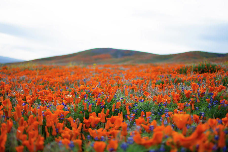 Antelope Valley Poppy Bloom Photograph by Kyle Hanson