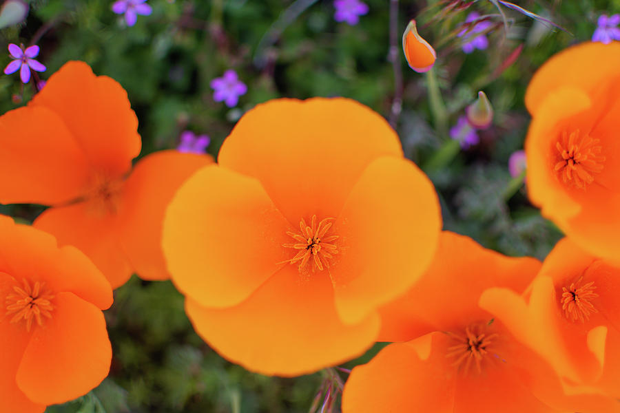 Antelope Valley Poppy Blooms Photograph by Kyle Hanson