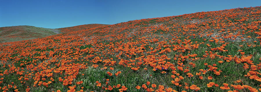Antelope Valley Poppy Reserve Photograph by Tom Daniel