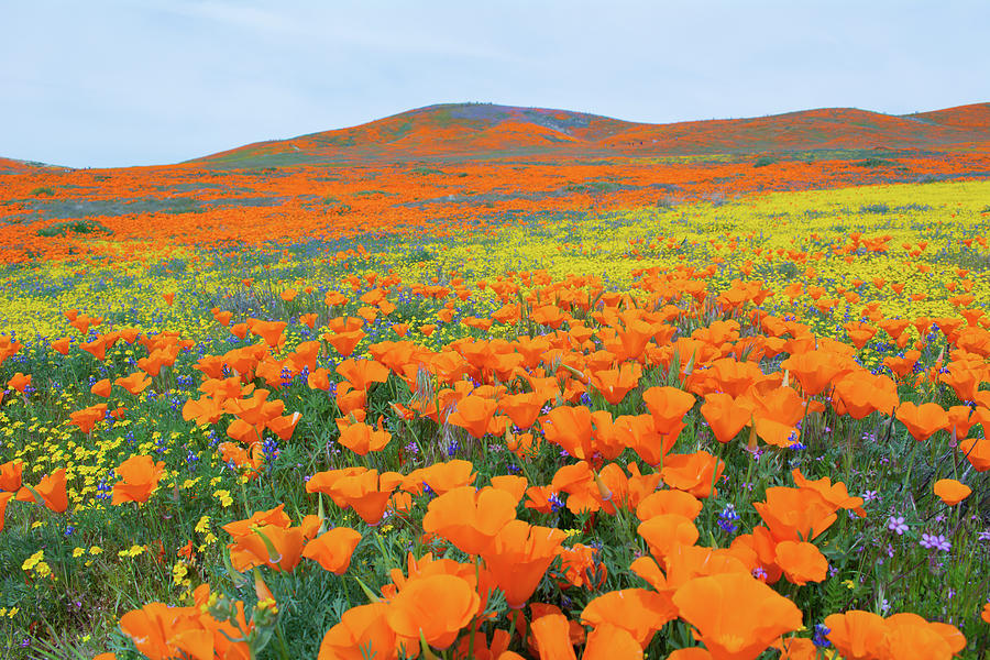 Antelope Valley Poppy Reserve Bloom Photograph by Kyle Hanson