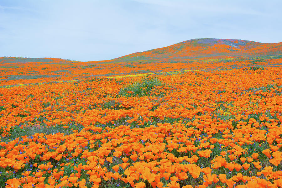 Antelope Valley Poppy Reserve Spring Photograph by Kyle Hanson