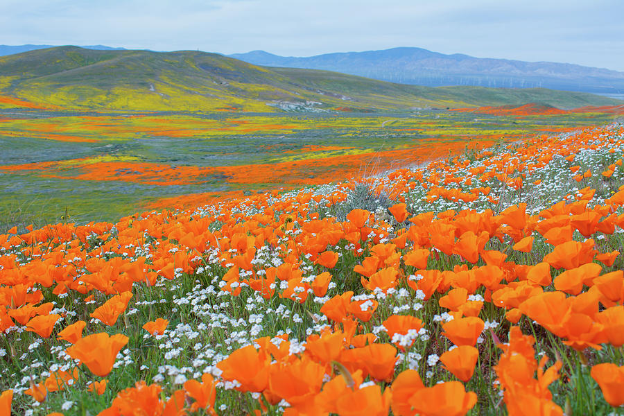 Antelope Valley Poppy Reserve Super Bloom Photograph by Kyle Hanson