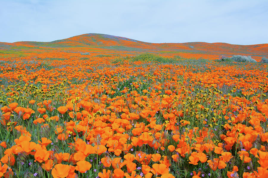 Antelope Valley Poppy Super Bloom Photograph by Kyle Hanson