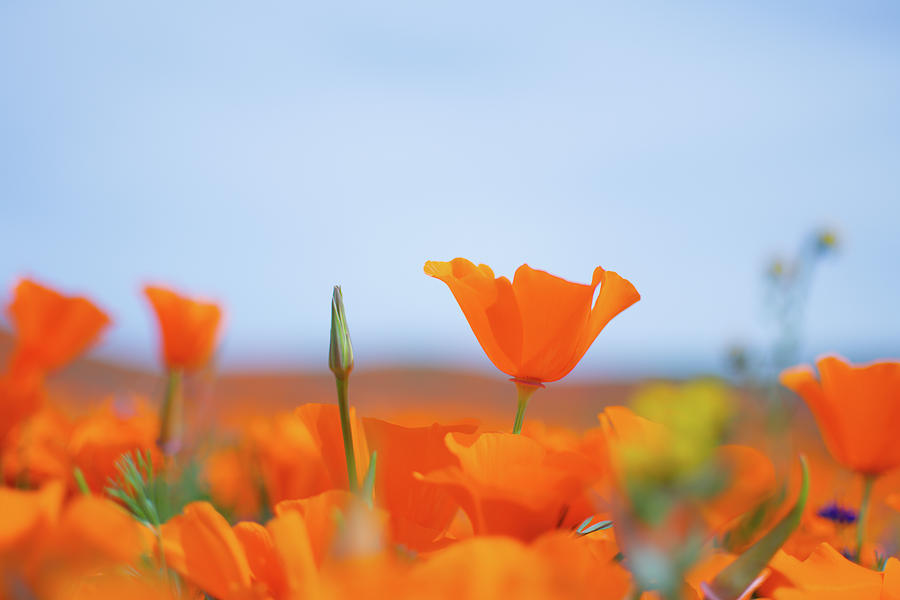 Antelope Valley Spring Poppies Photograph by Kyle Hanson
