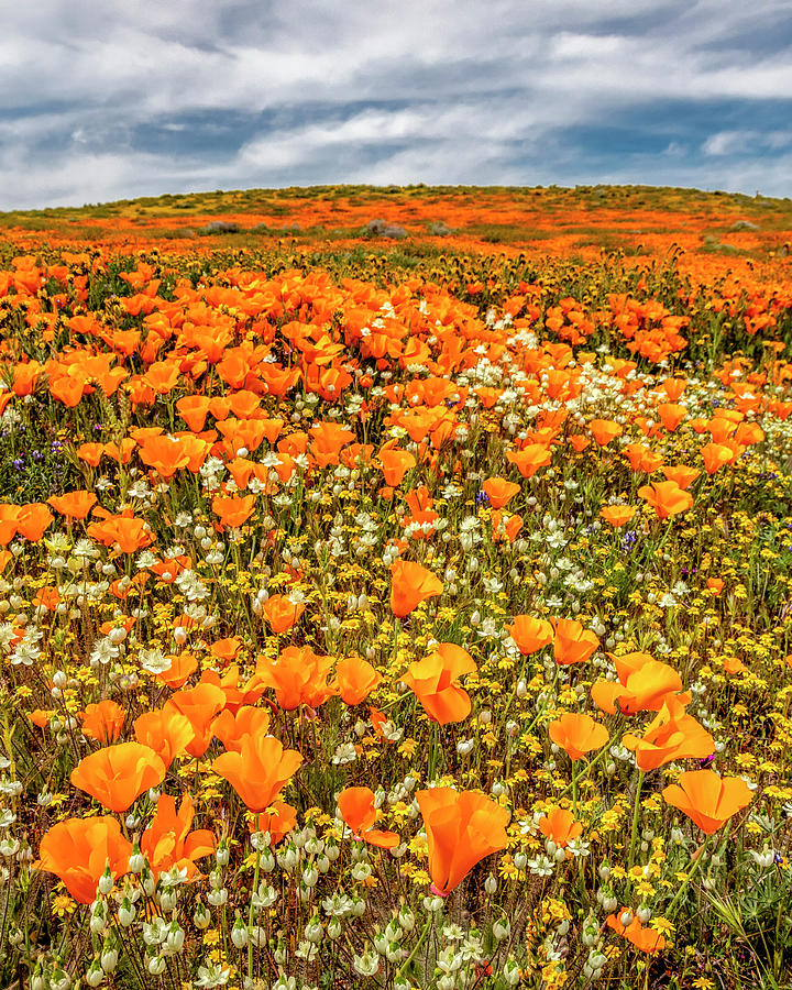 Flower Photograph - Antelope Valley Spring - VerticalCrop by Peter Tellone