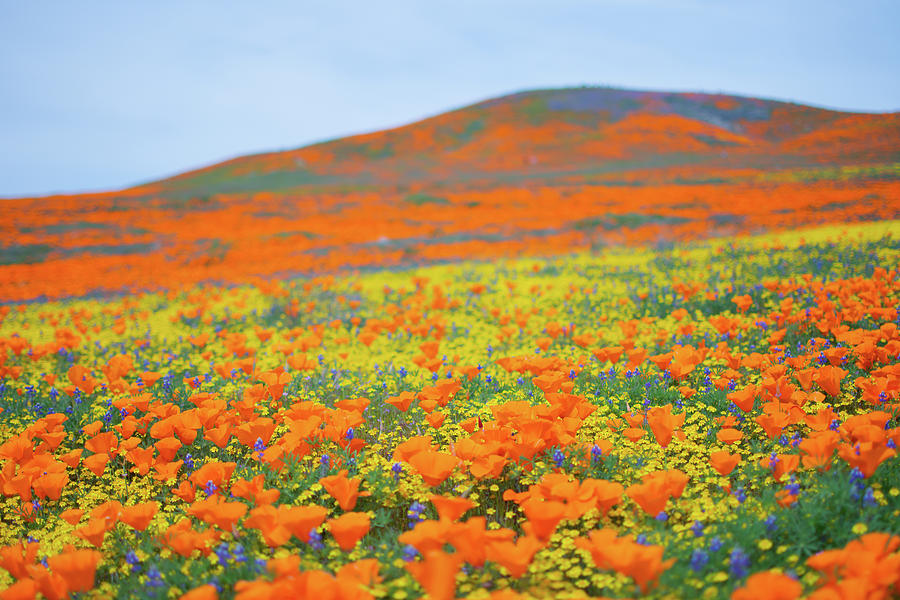 Antelope Valley Super Bloom Photograph by Kyle Hanson