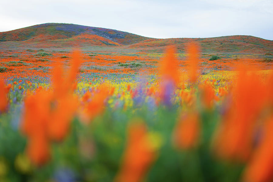 Antelope Valley Super Bloom Poppies Photograph by Kyle Hanson