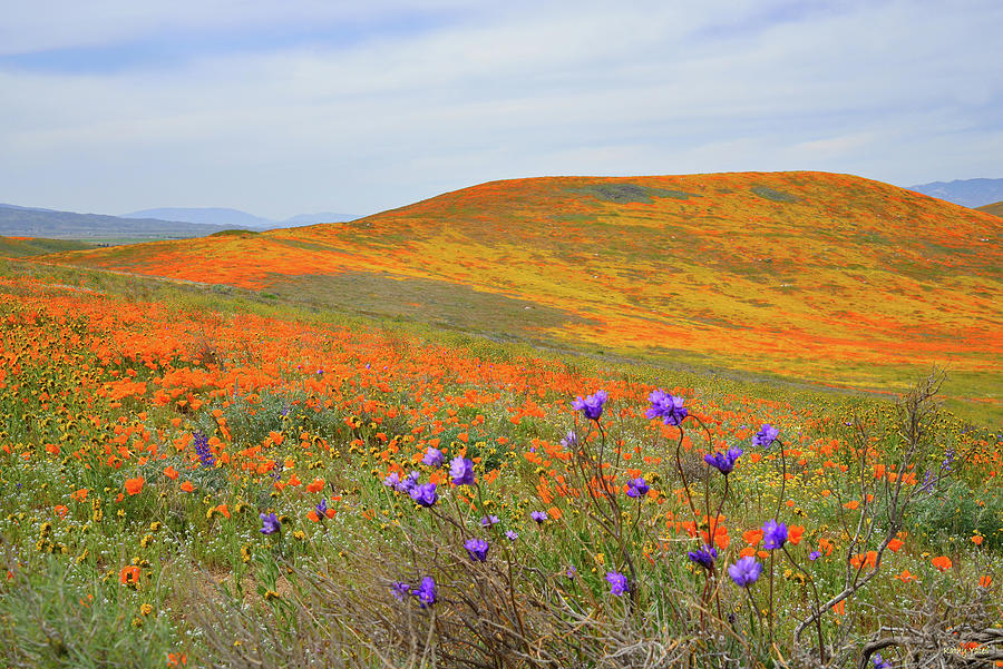 Antelope Valley Superbloom Photograph by Kathy Yates