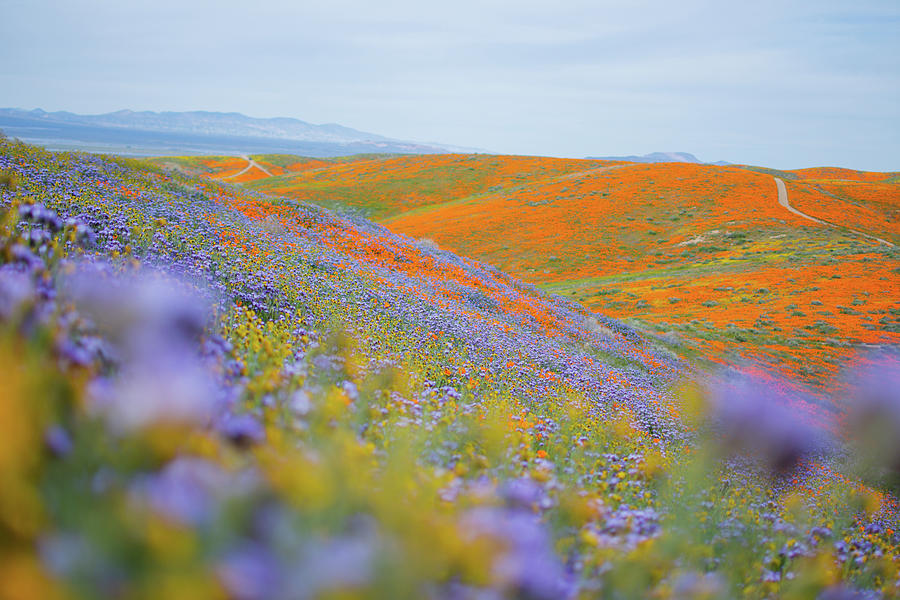 Antelope Valley Wildflower Bloom Photograph by Kyle Hanson
